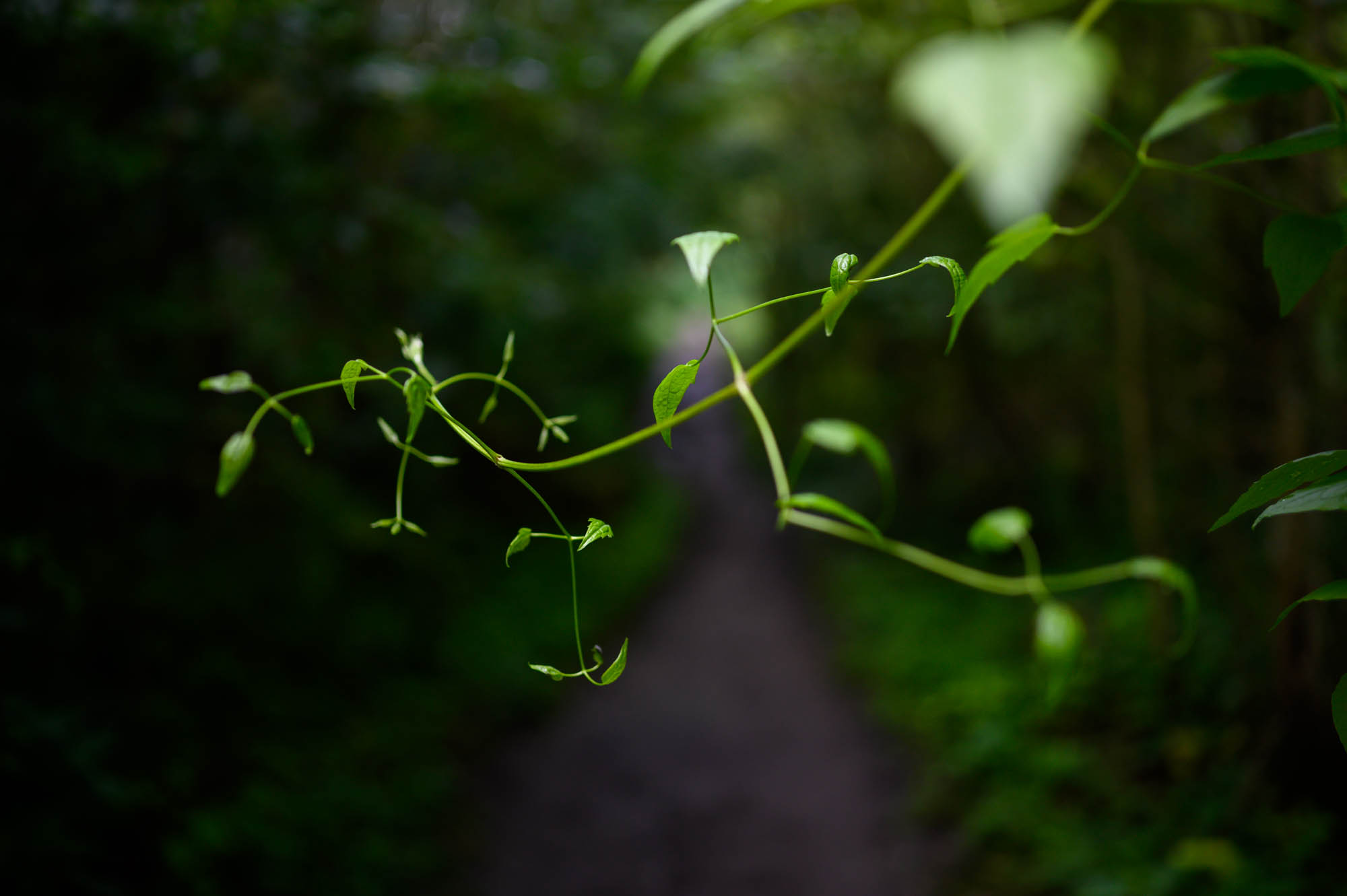 Soundscape - Shades of green