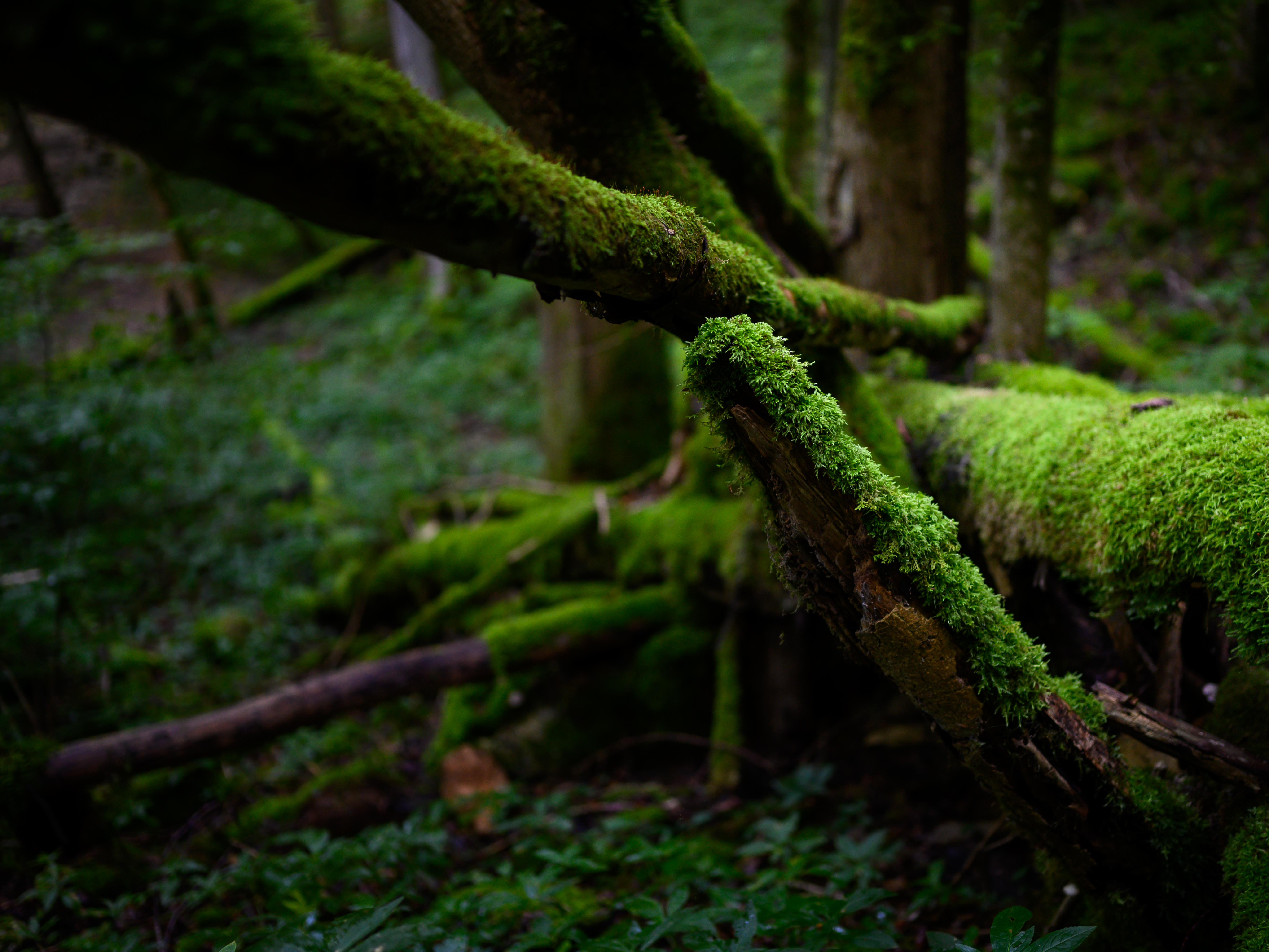 Intimacy in the woods